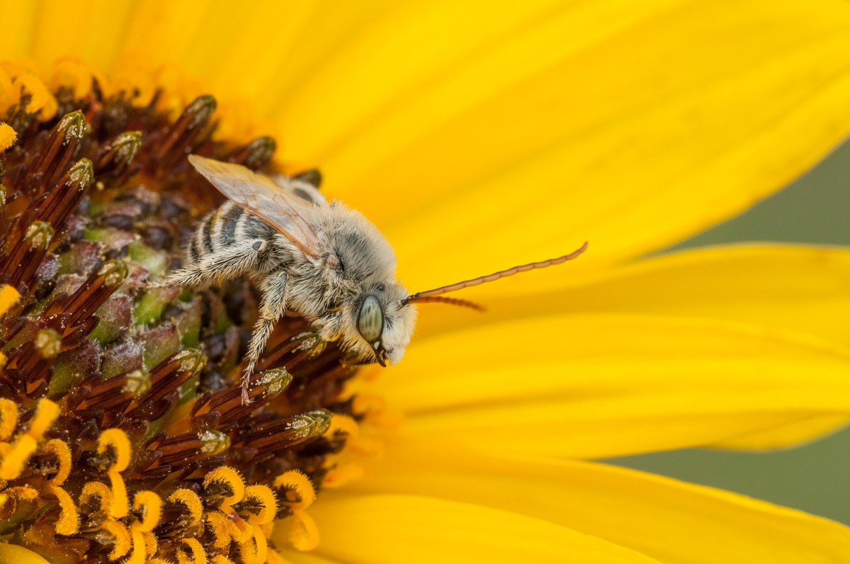 bee on yellow flower