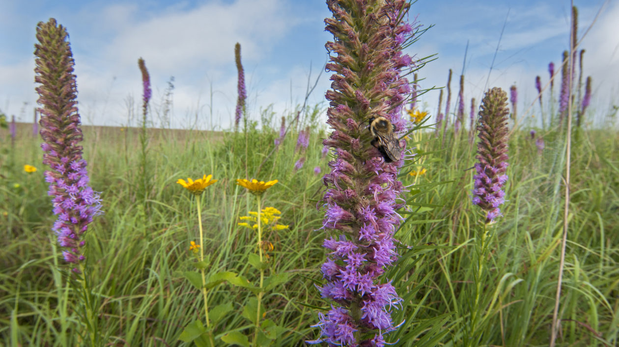 bee in field