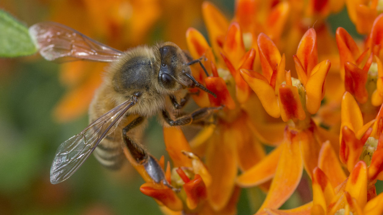 Back To The Basics: Native Bees  Charleston, SC - Official Website