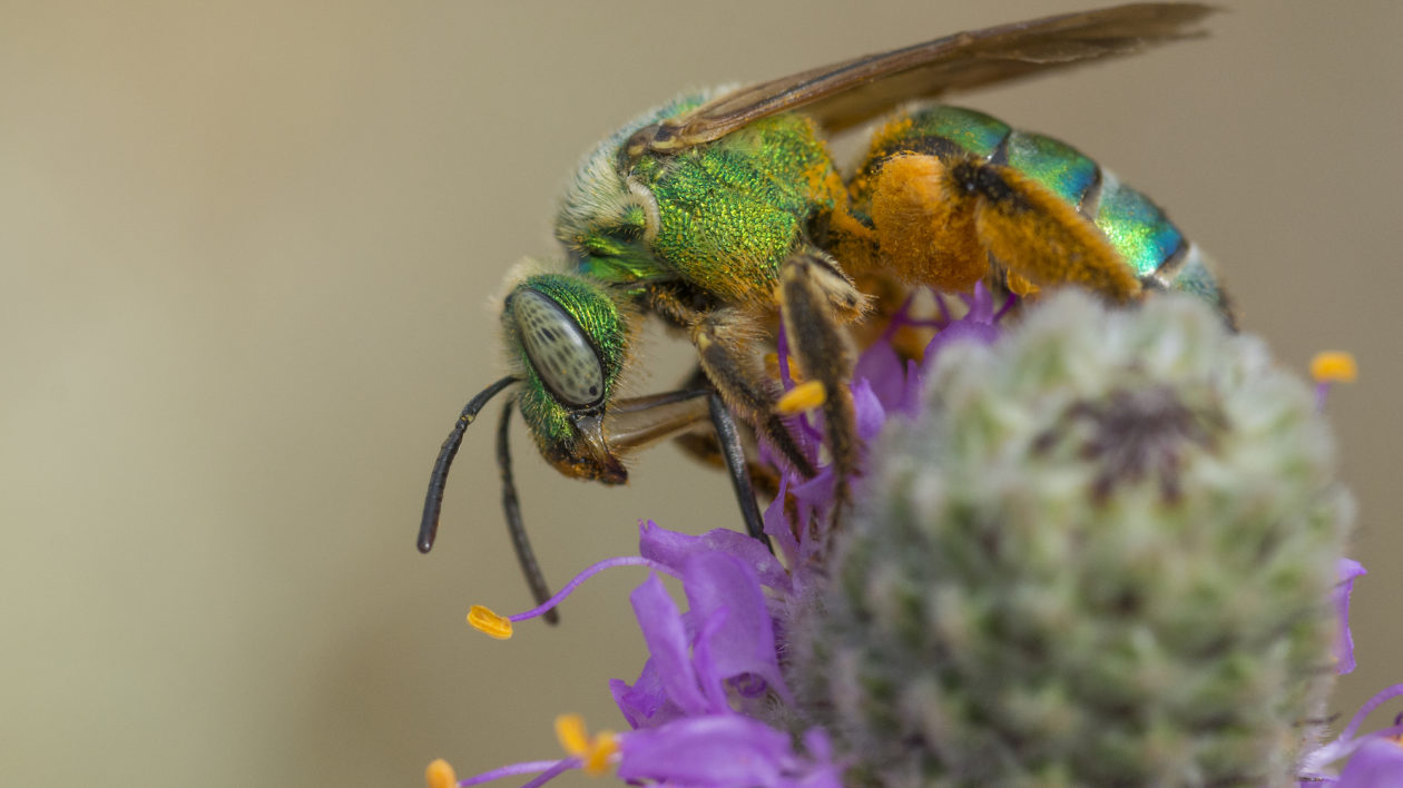 Focus on Native Bees, Not Honey Bees