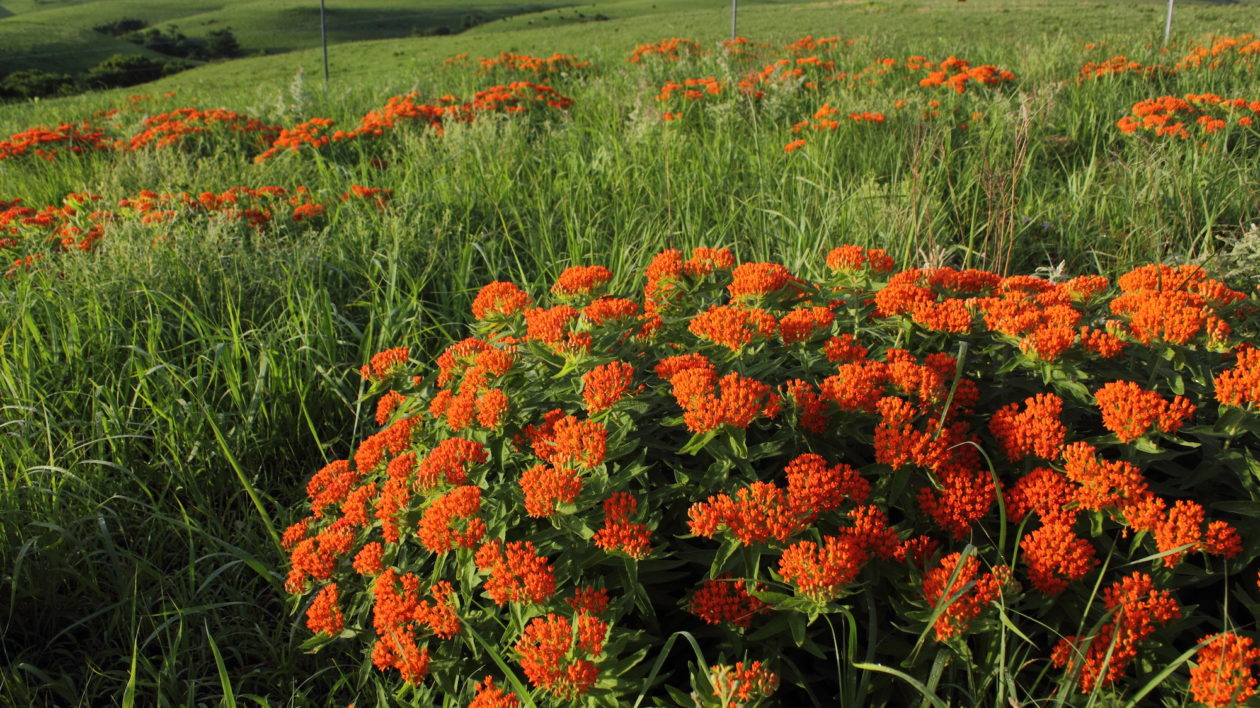 orange flowers