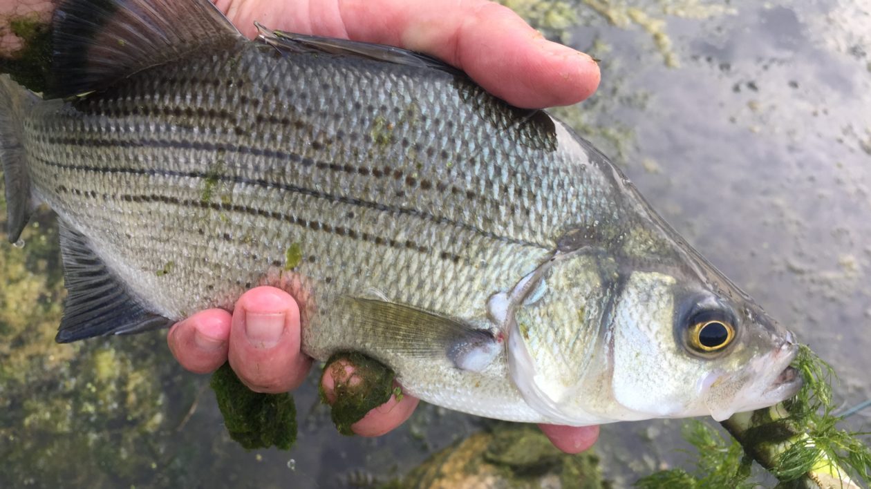 fish in hand