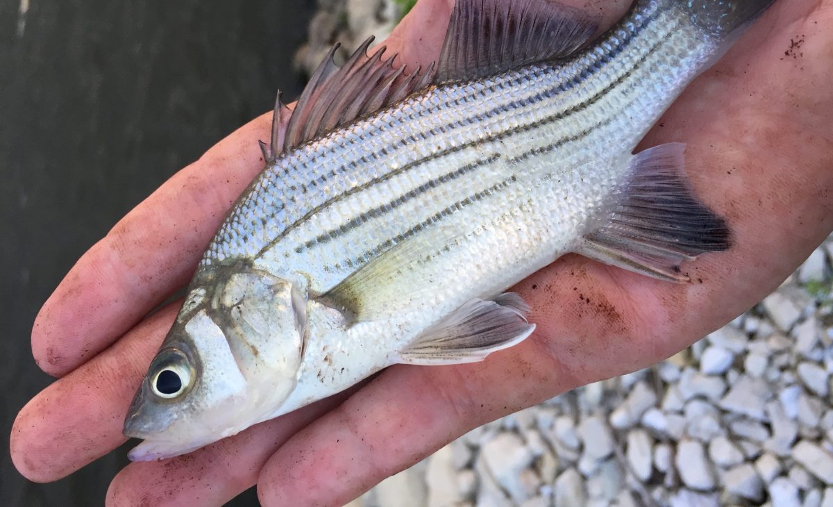 fish in hand