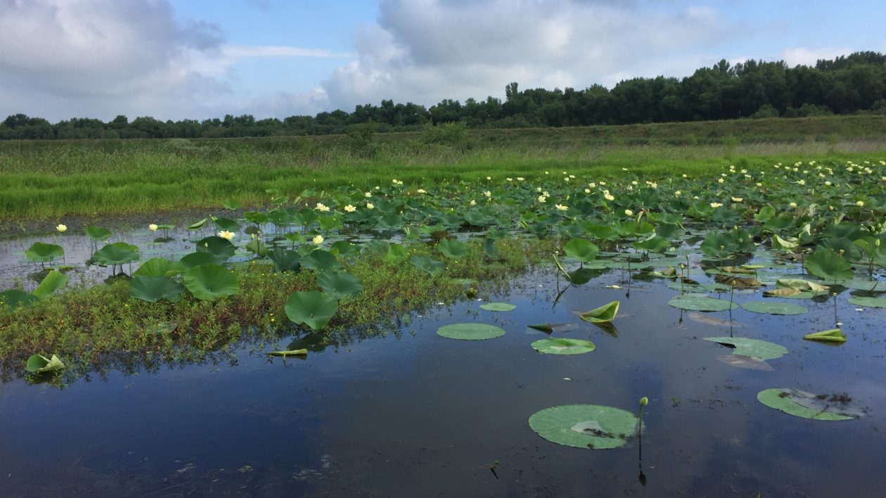 wetlands