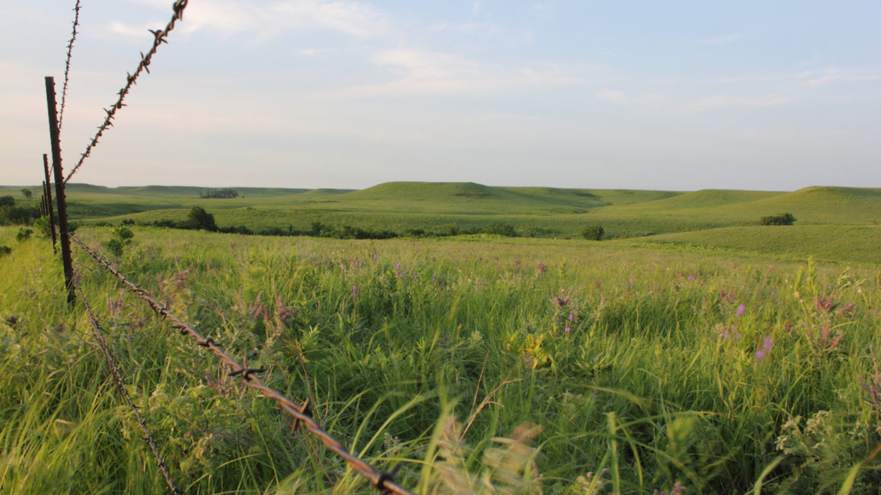 grassy field