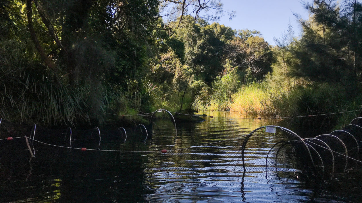 nets in water