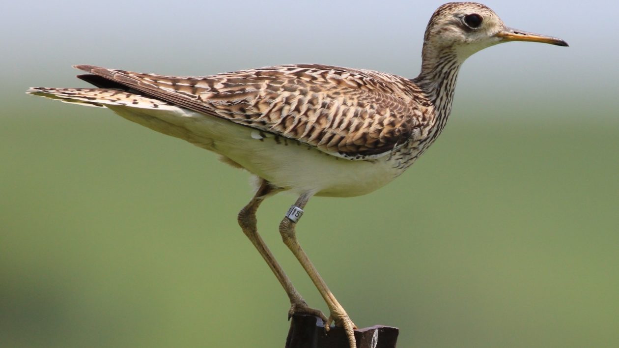 bird on post