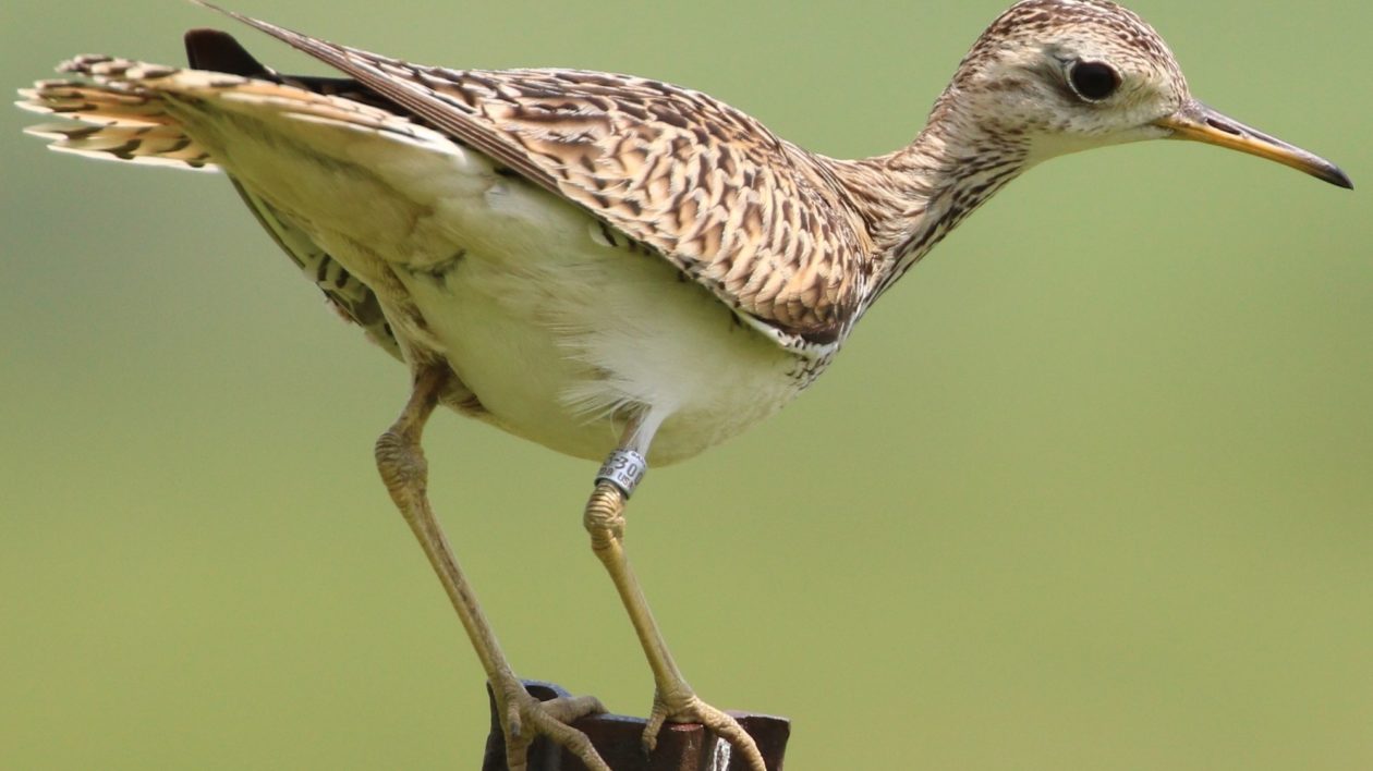 bird on post