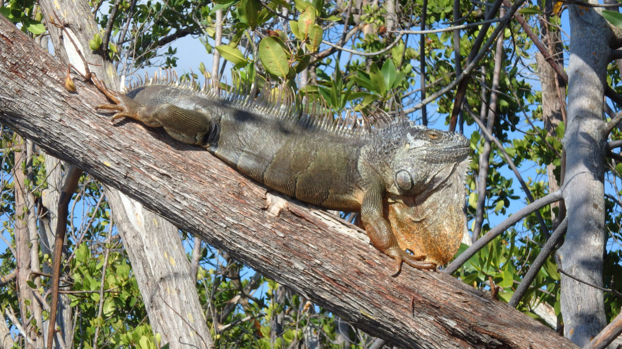 iguana in tree