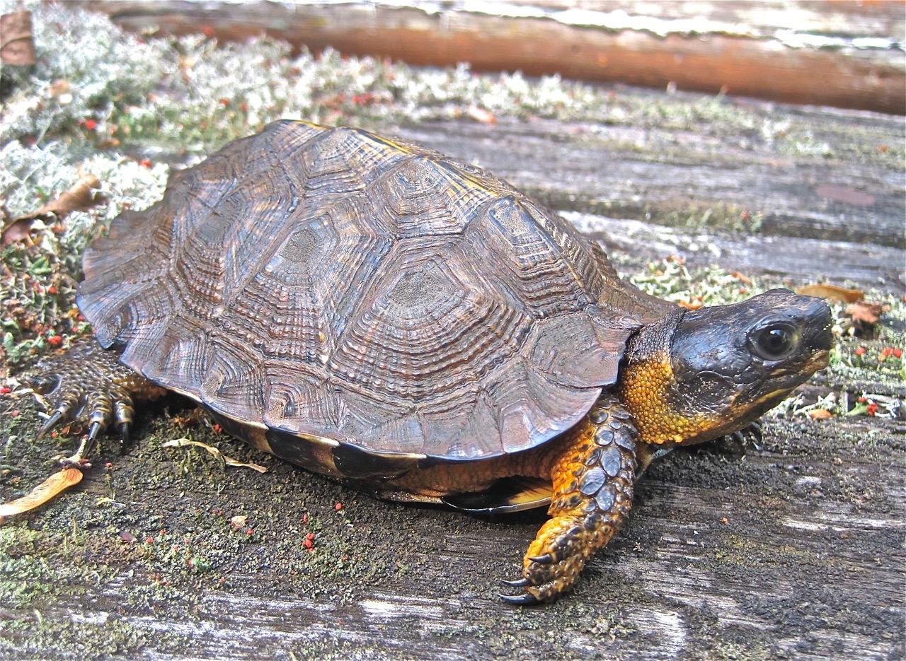 Recovery: A Future for Wood Turtles - Cool Green Science