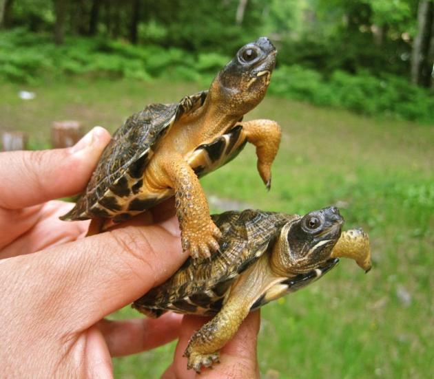 Recovery: A Future for Wood Turtles - Cool Green Science