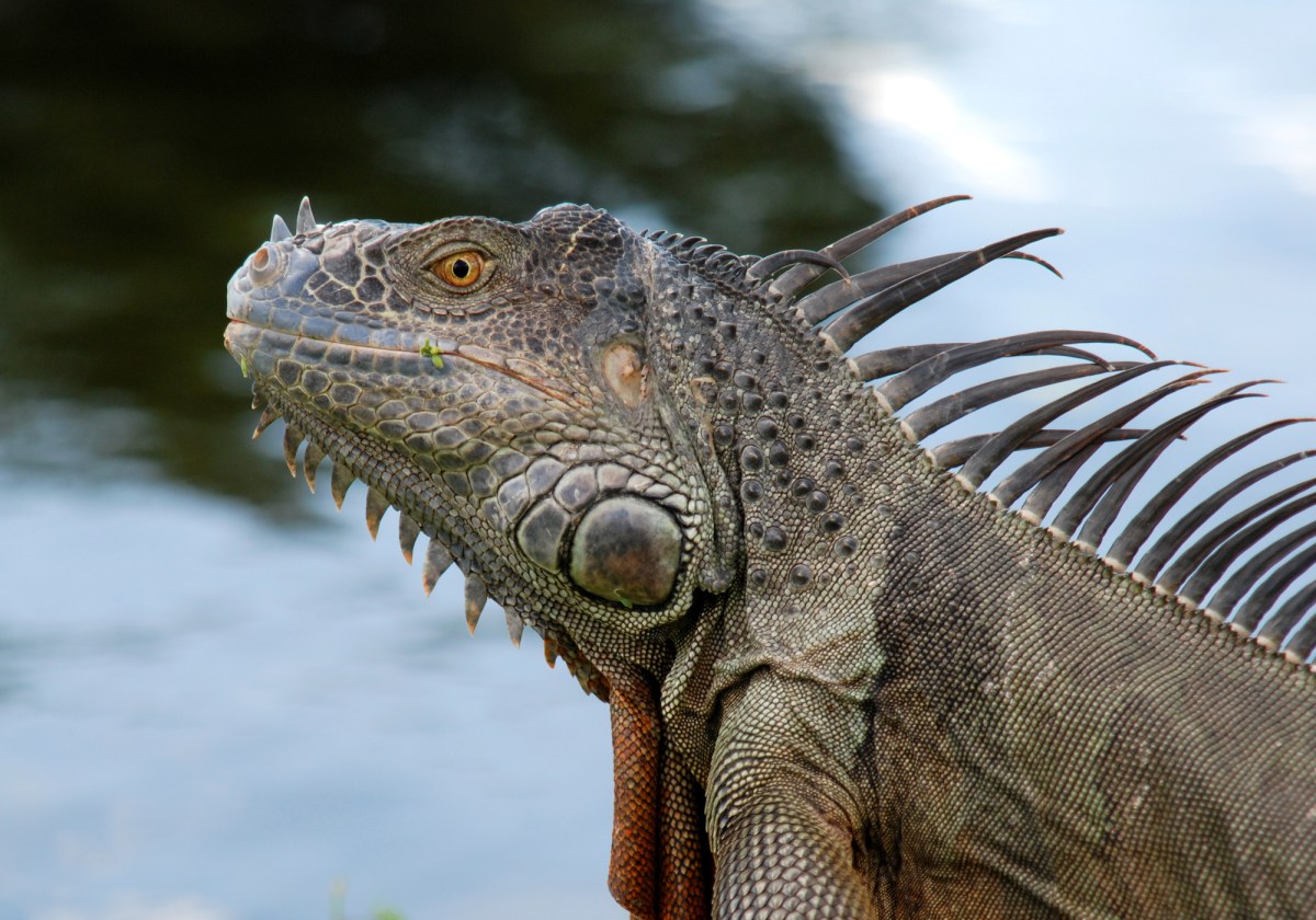 big iguana