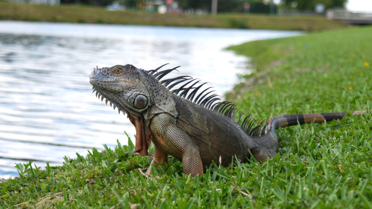 iguana and water