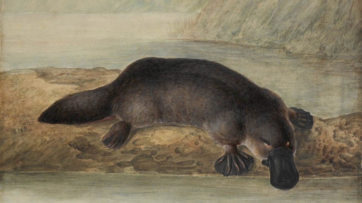 painting of platypus