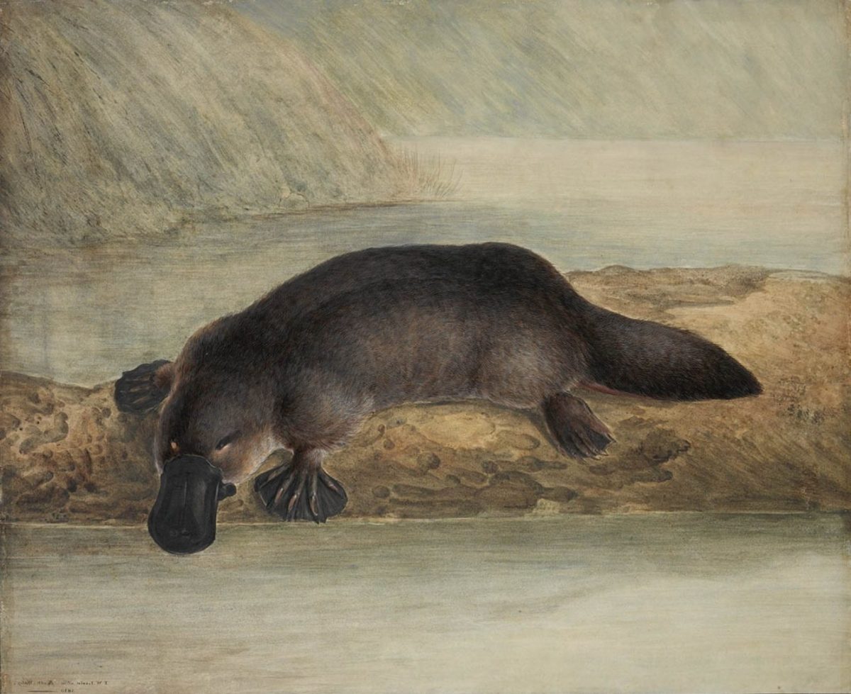 painting of platypus