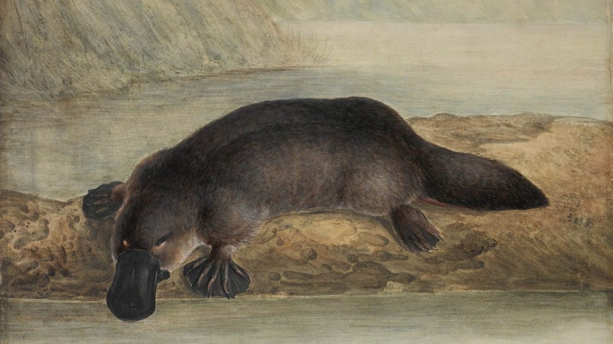 painting of platypus