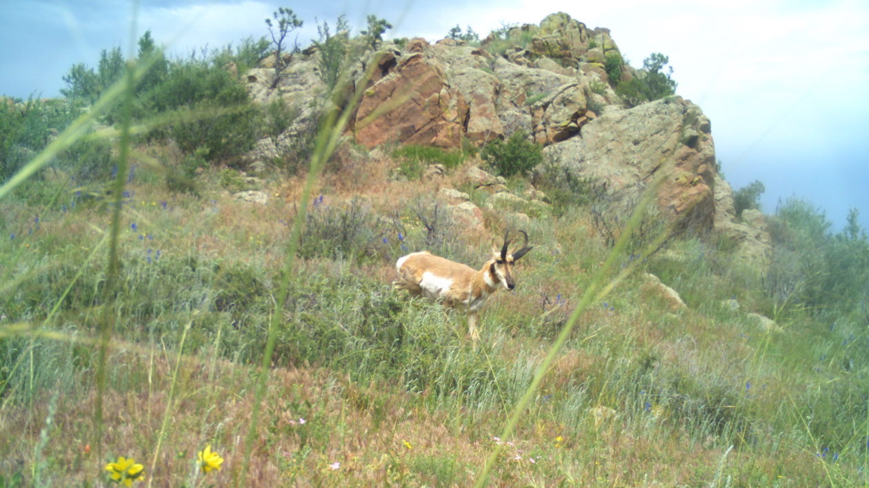 pronghorn