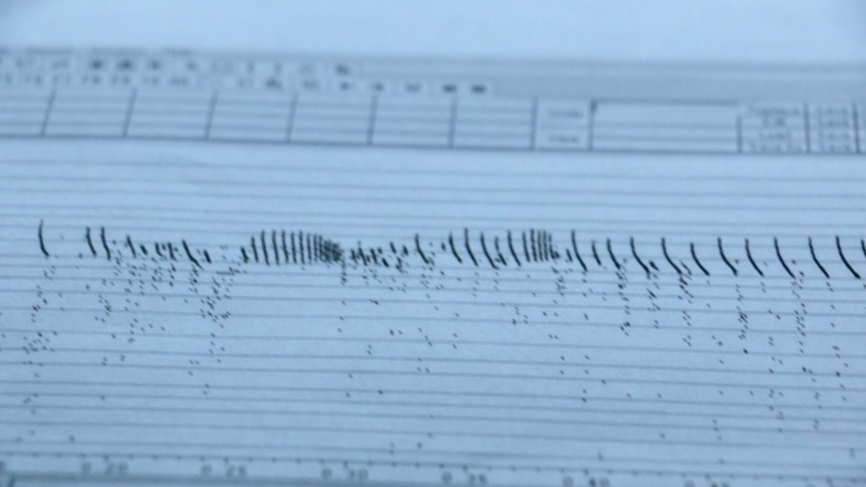 bat sonogram