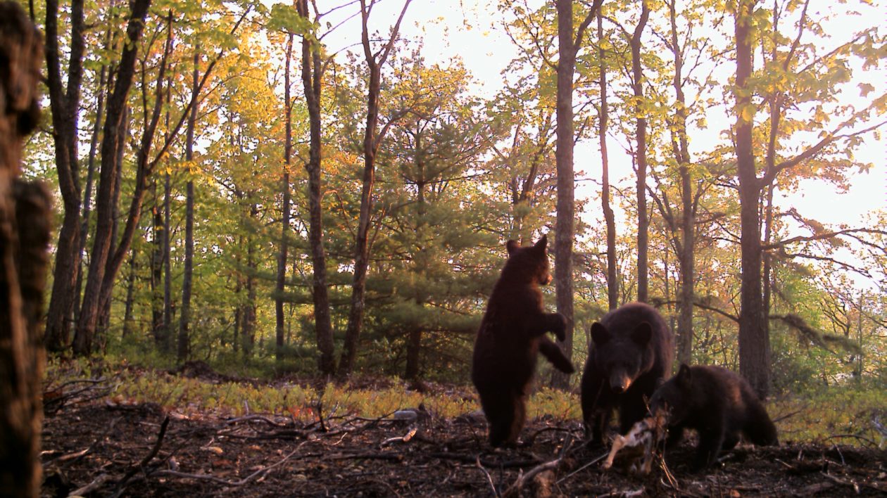bears in woods