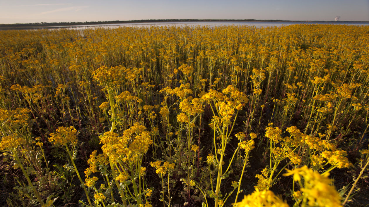 yellow flowers