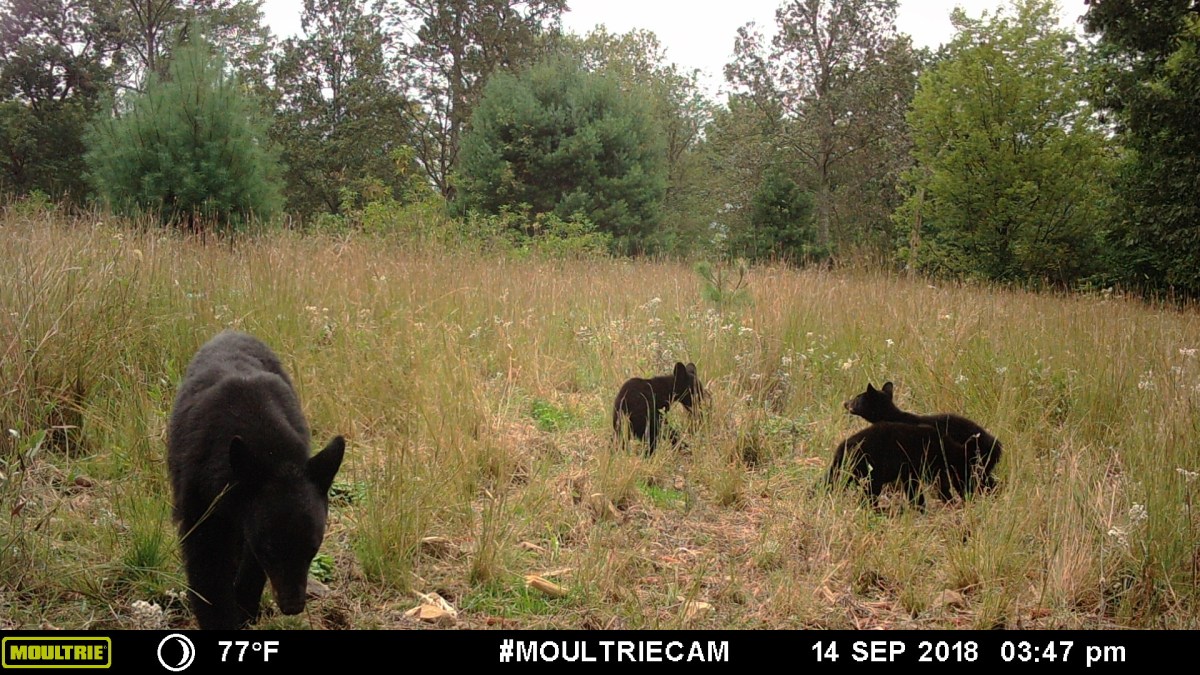 four bears