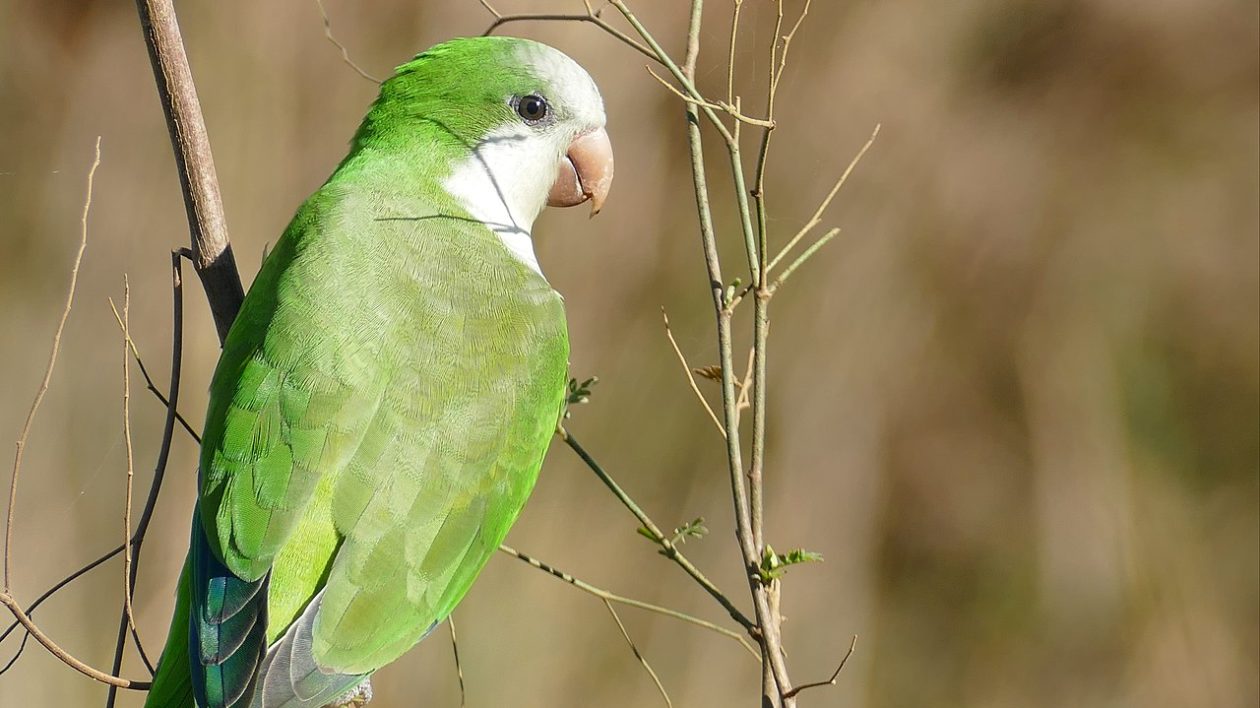 green and white bird