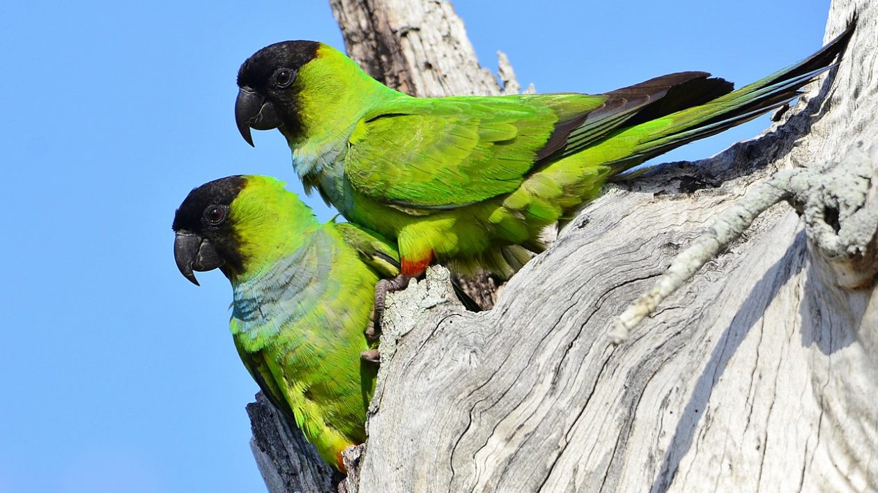 two green and black birds