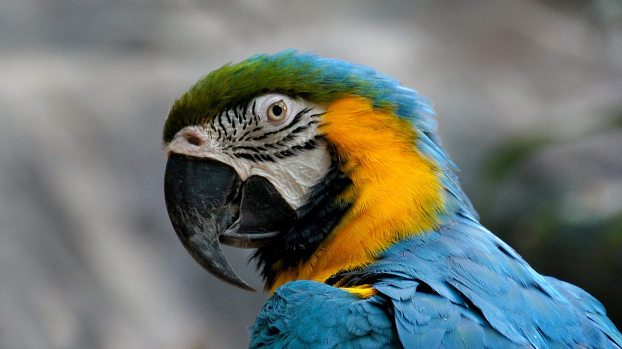 Los Angeles parrots - where did they come from and are they bad for the  environment?