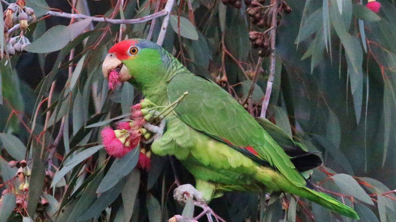 green parrot with red head