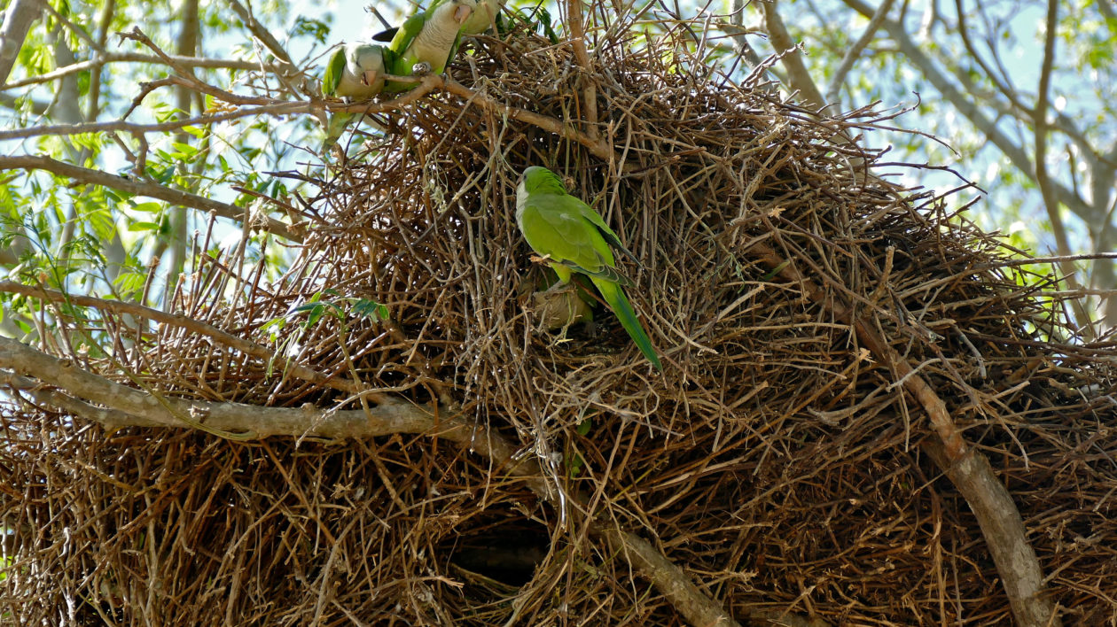 birds and nest