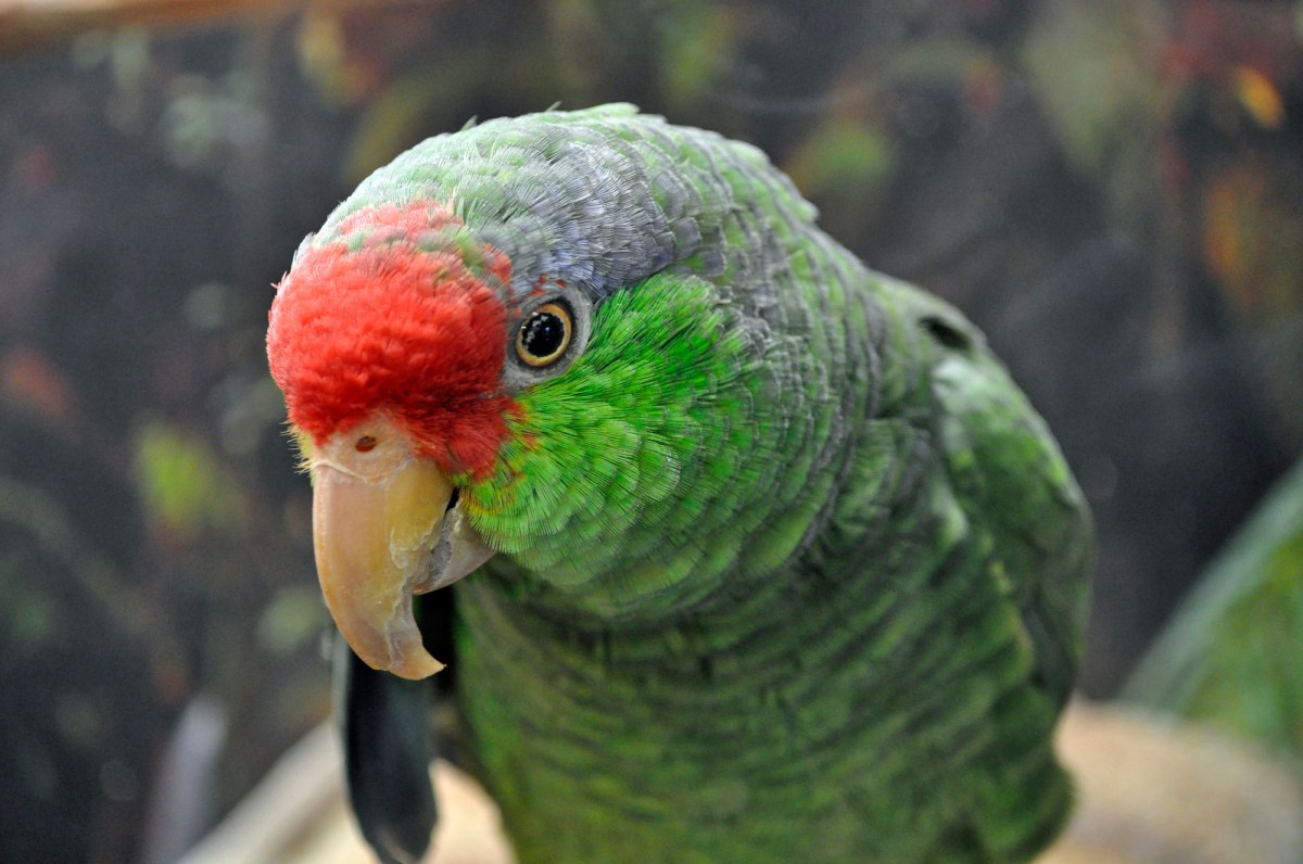 red and green parrot