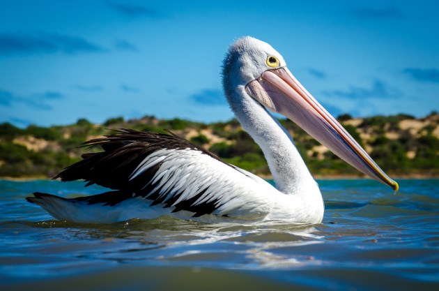 big pelican