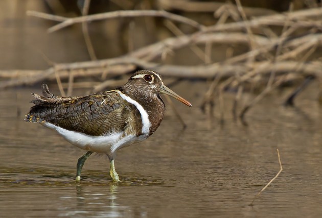 small brown and white bird