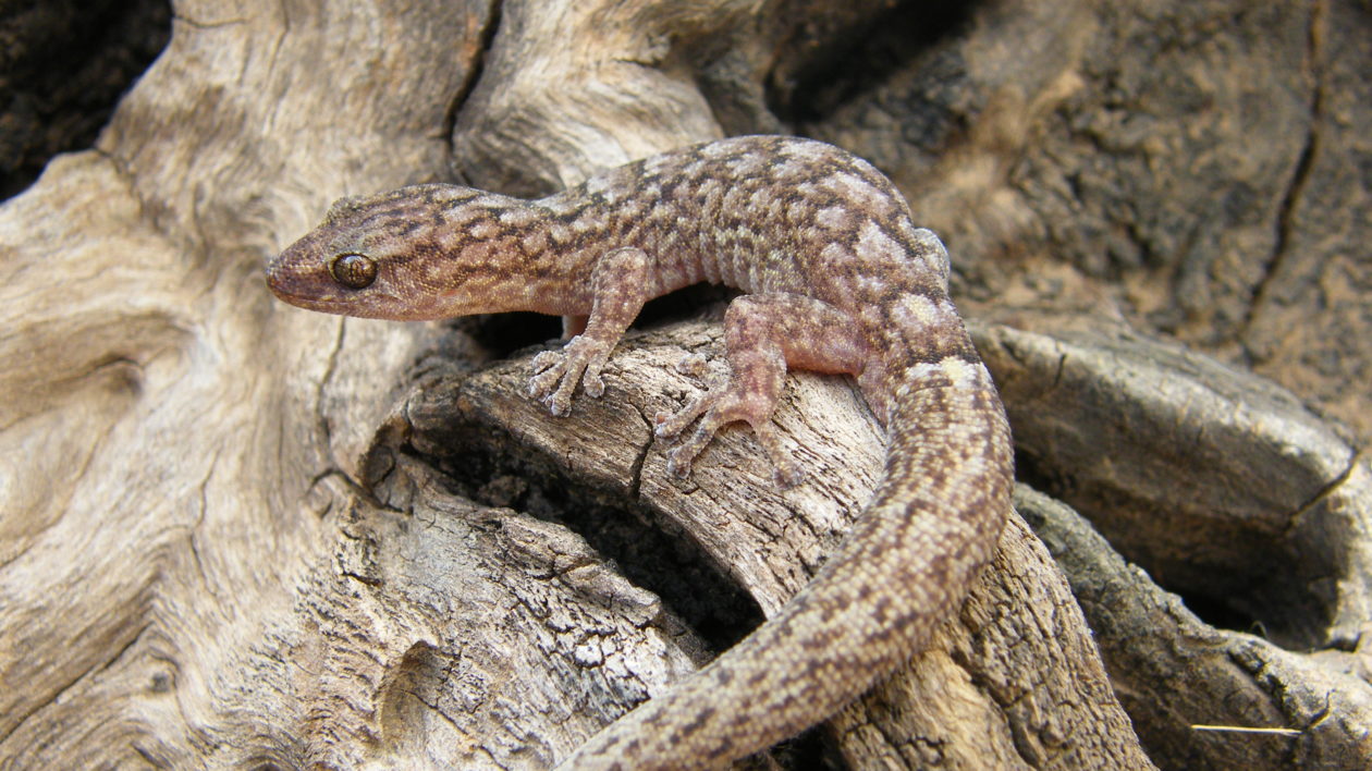 gecko on log