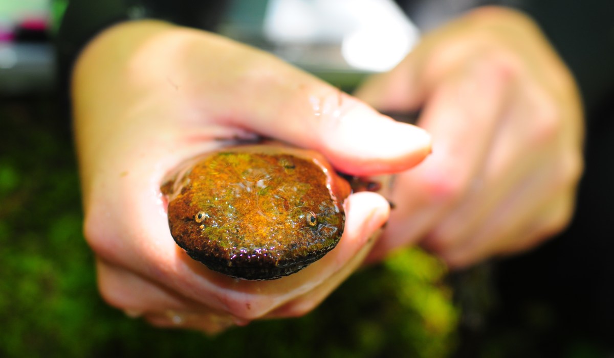 salamander in someones hand