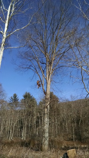 man climbing tree