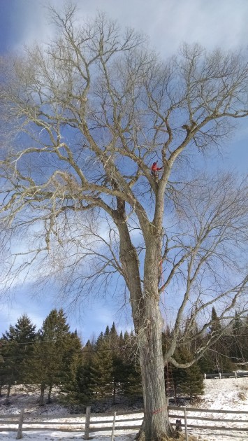 man climbing tree