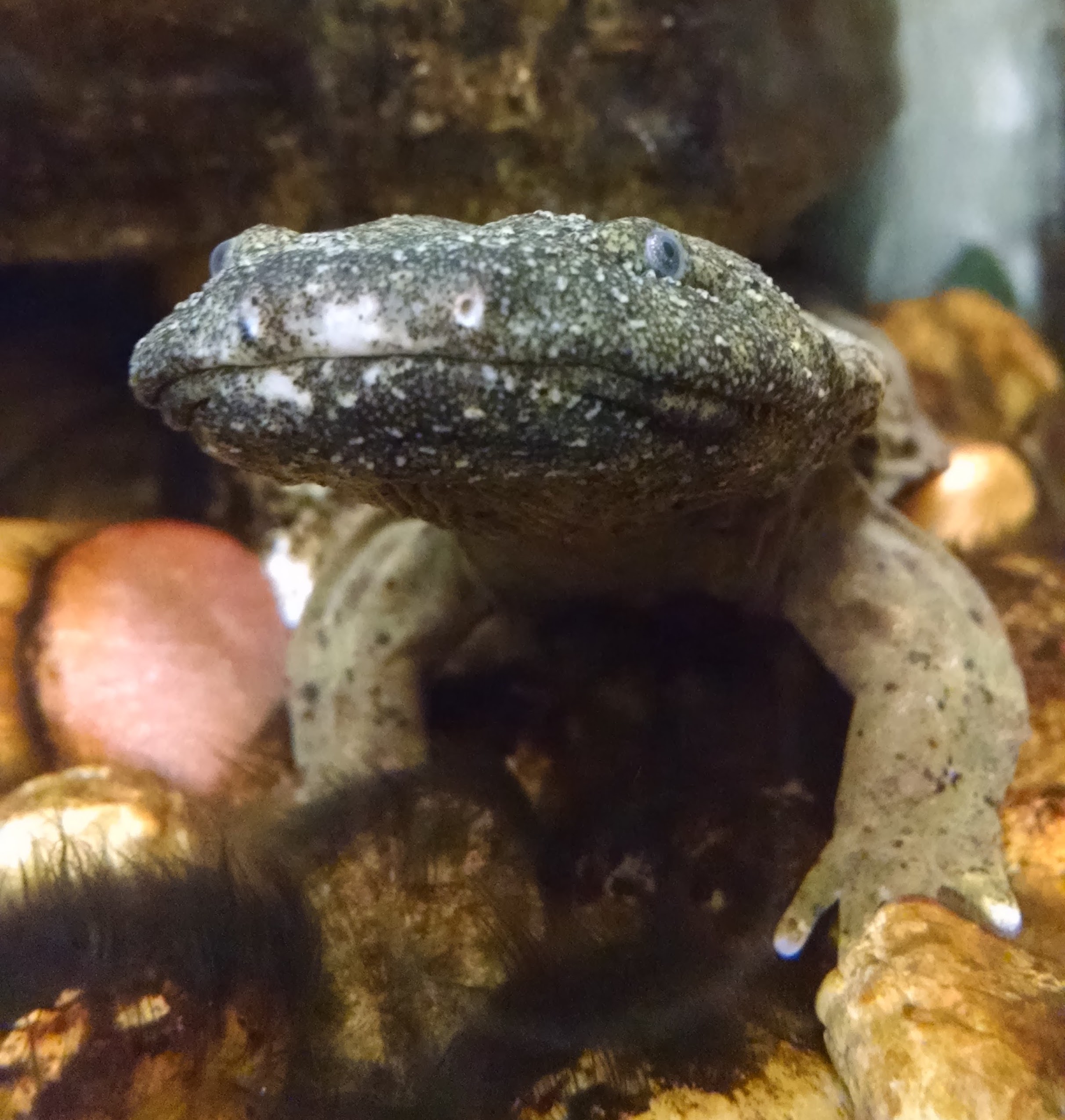 Heddon - A hookless Hellbender works great as a downrigger, pulling trolled  lures much deeper than they could dive on their own. What would you put  behind a Hellbender, and what species