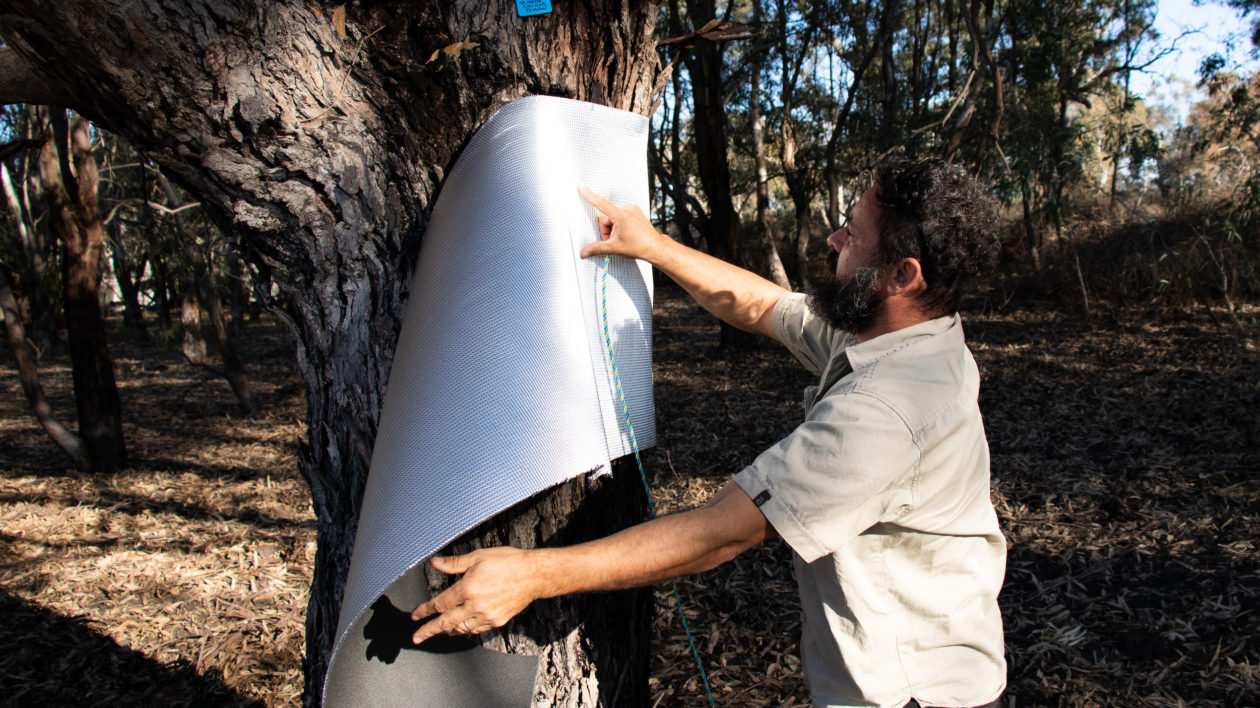 man and tree