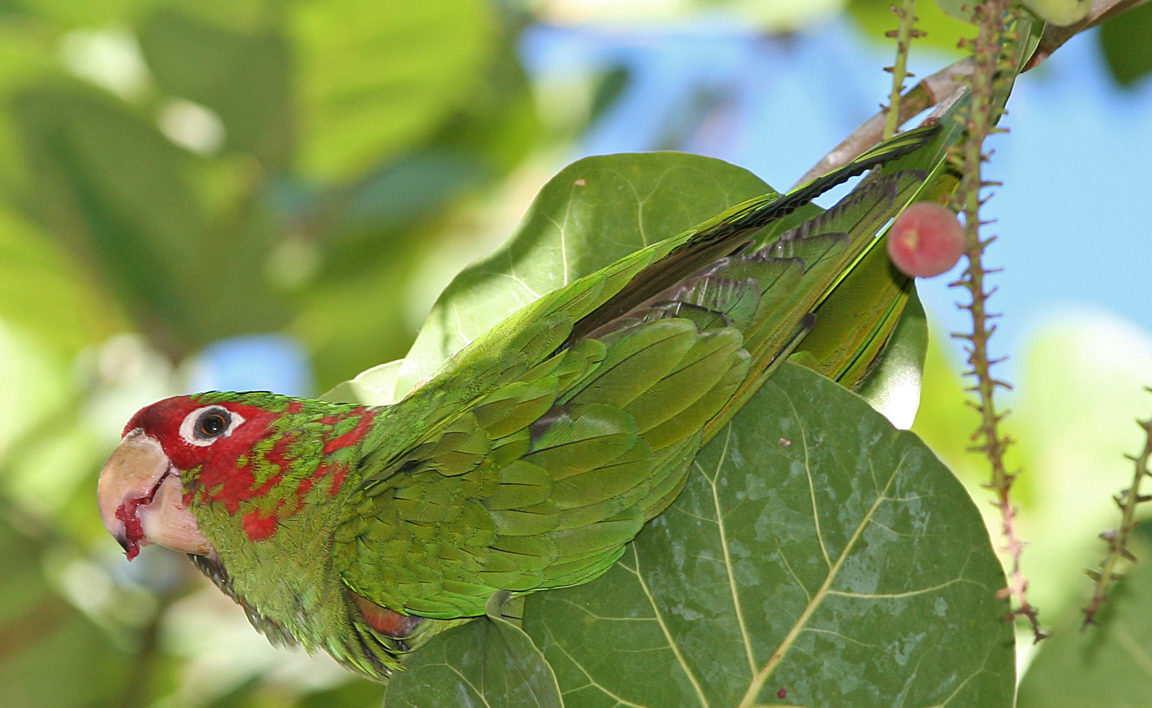 green bird