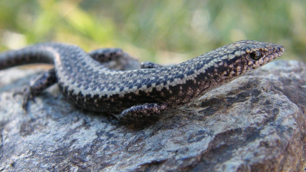 skink on log