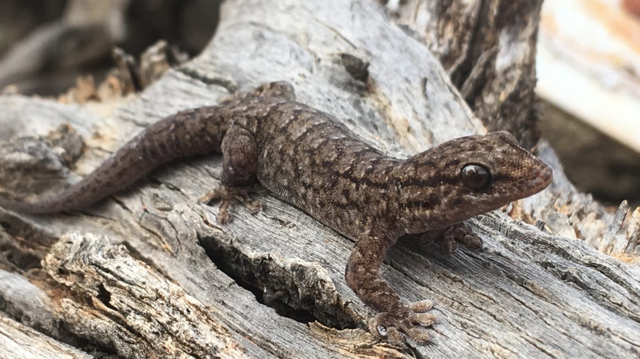 lizard on log