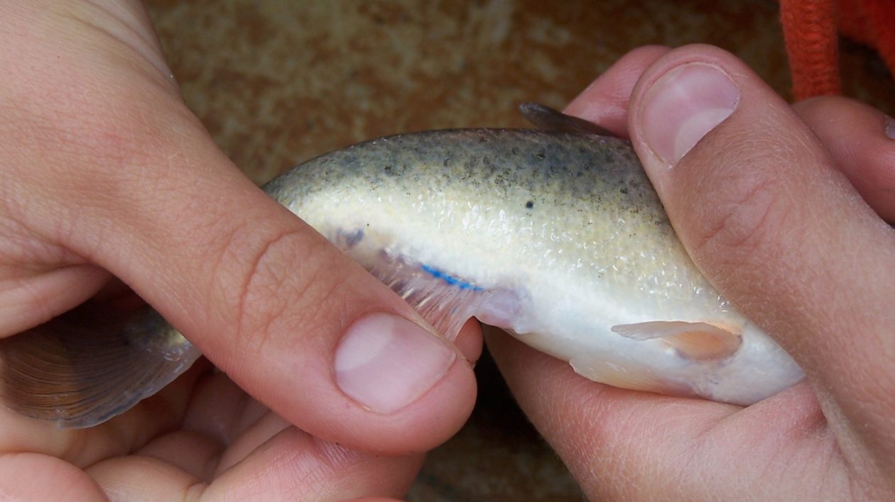 fish with blue mark