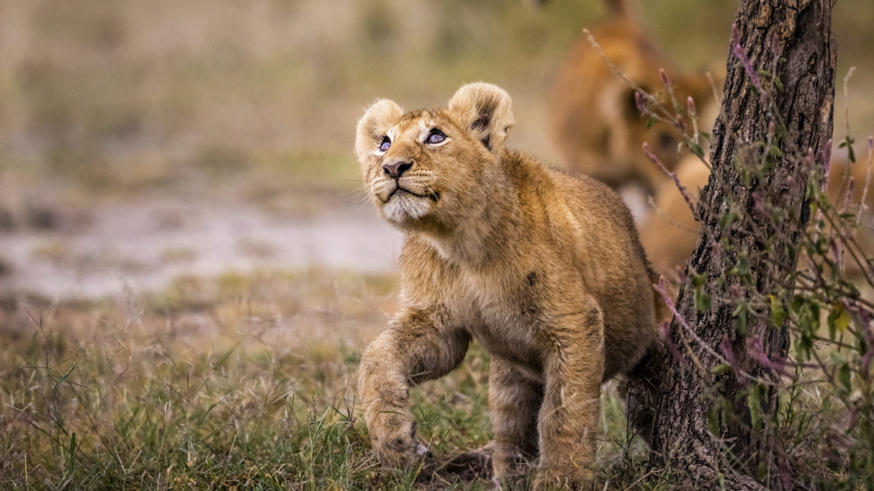 lion cub