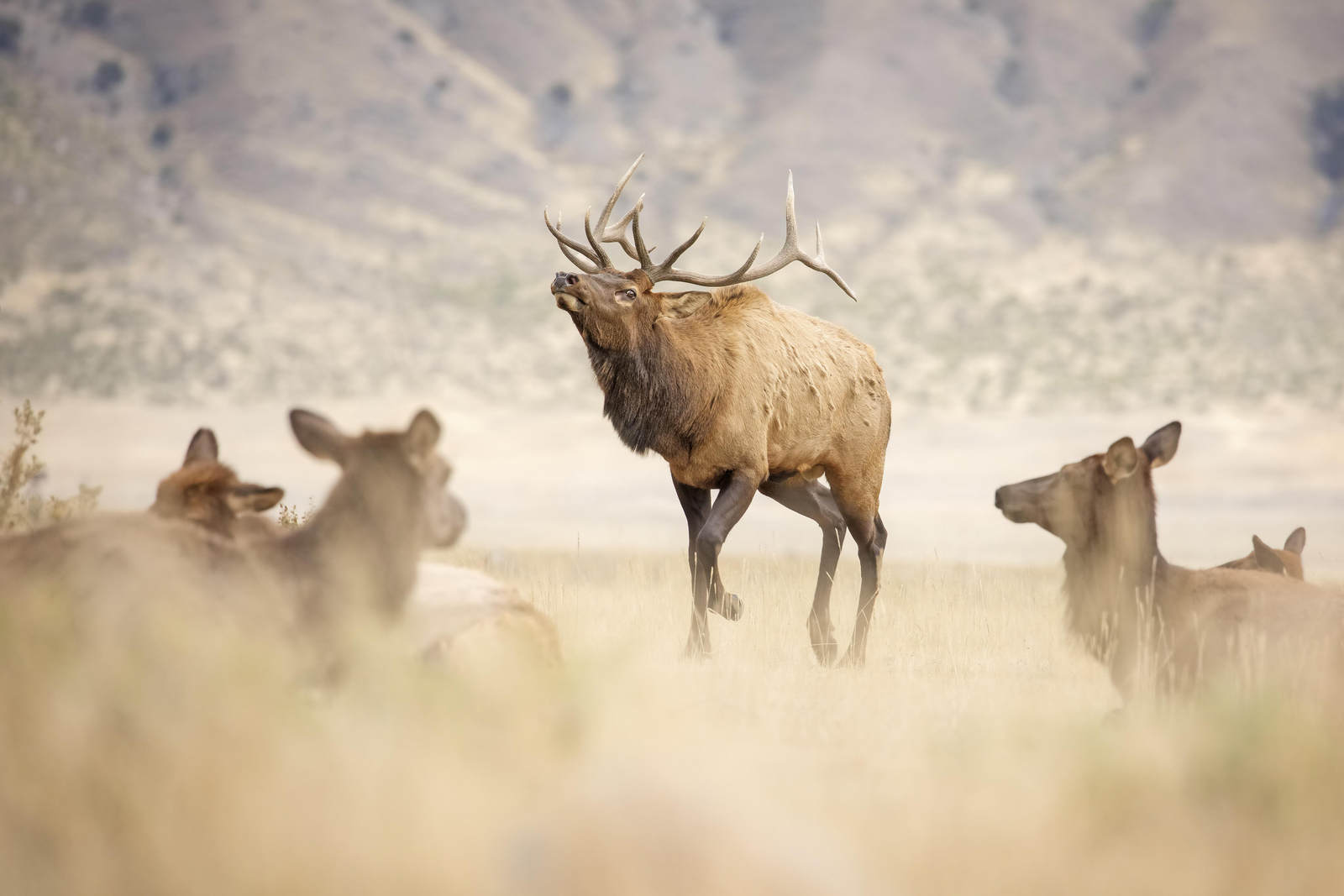 male elk with antlers walking in front of female elk