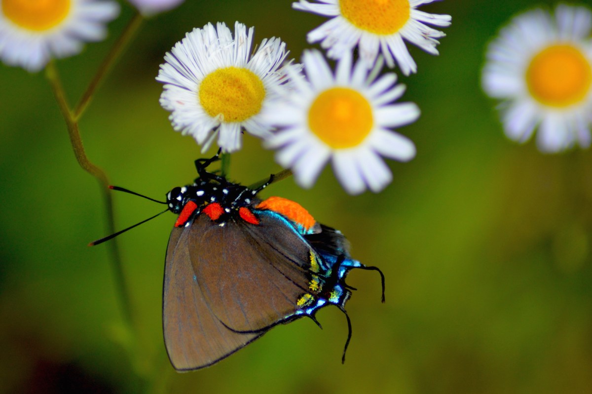 butterfly and flowers