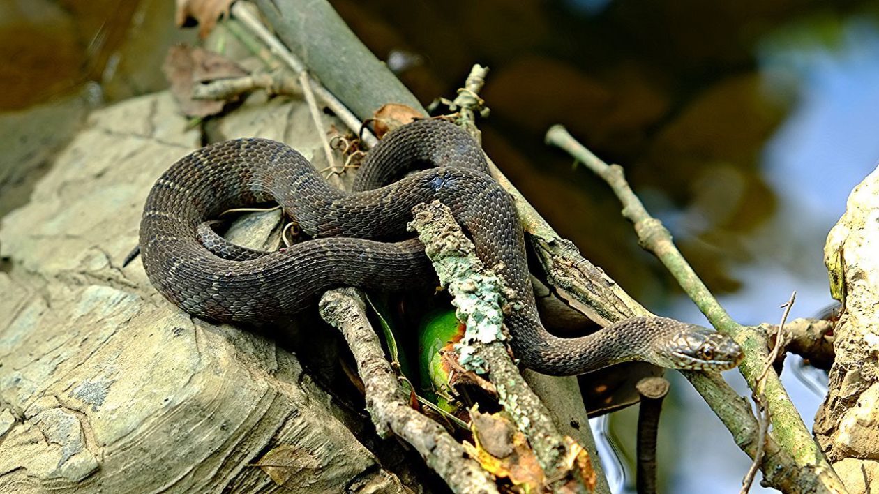 Dwarf Pipe Snake (Anomochilus cf. monticola), Rarely encoun…