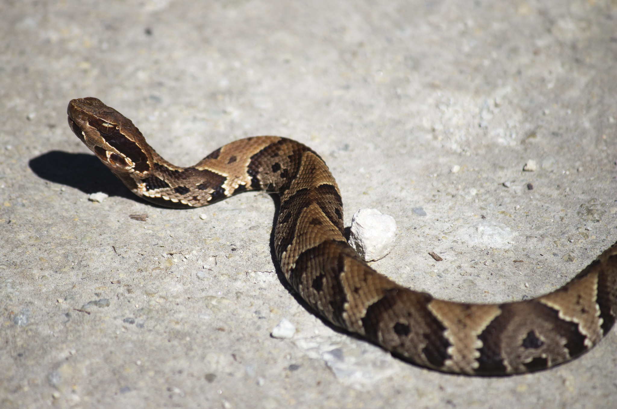 colorful non poisonous snakes