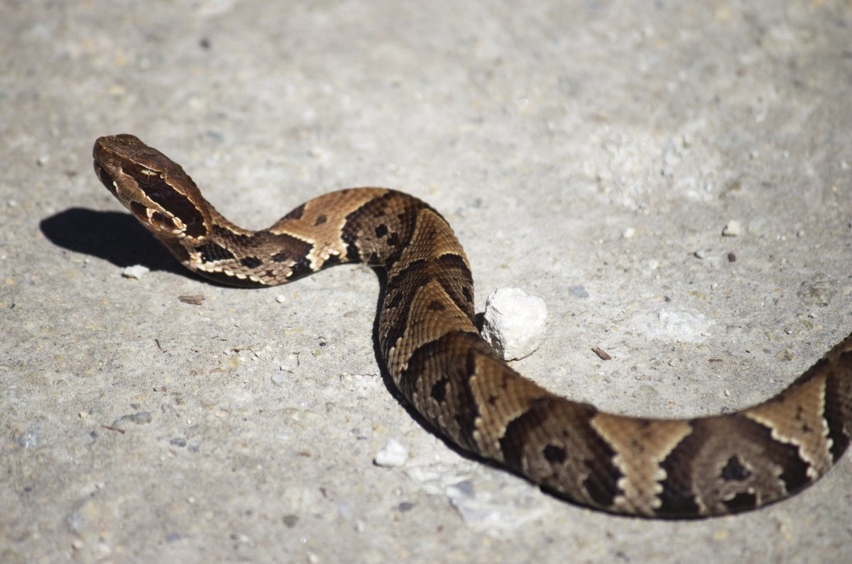 Juvenile cottonmouth snake that could be mistaken for a copperhead because of its brown hourglass markings.