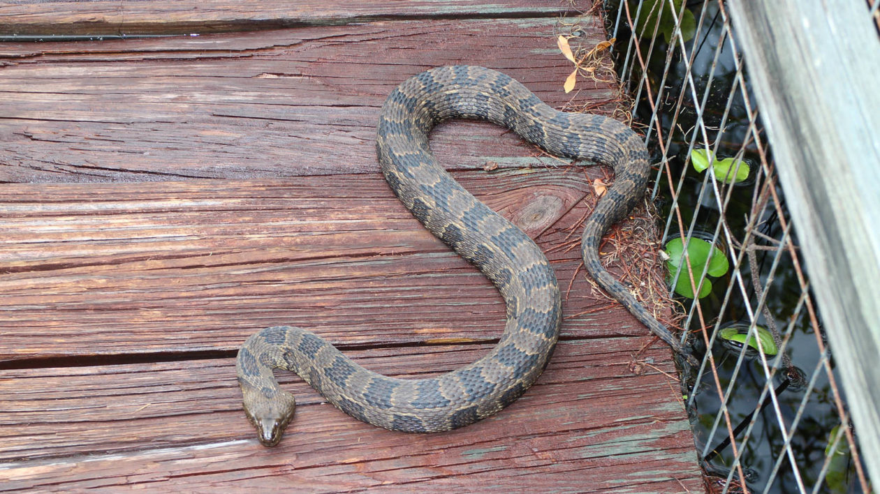 baby brown water snake